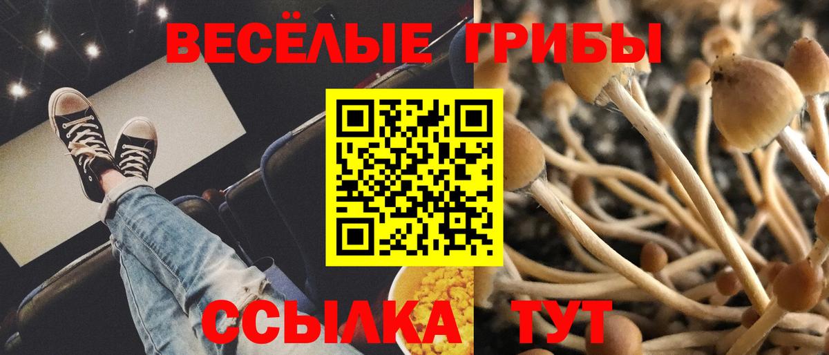 Псилоцибиновые грибы мицелий Краснодар